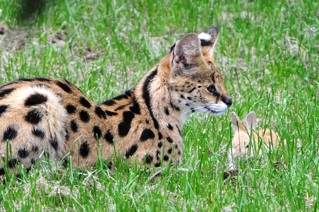 Safari de Peaugres - Juin 2013