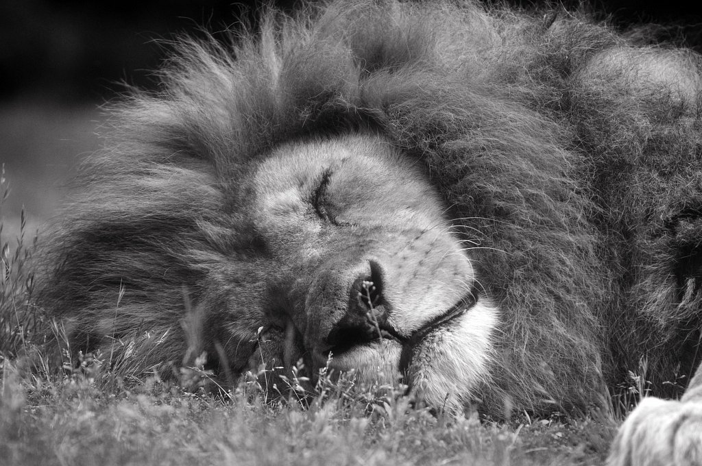 Safari de Peaugres - Juin 2013