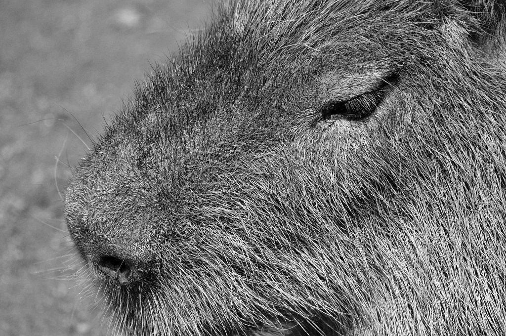 Safari de Peaugres - Juin 2013