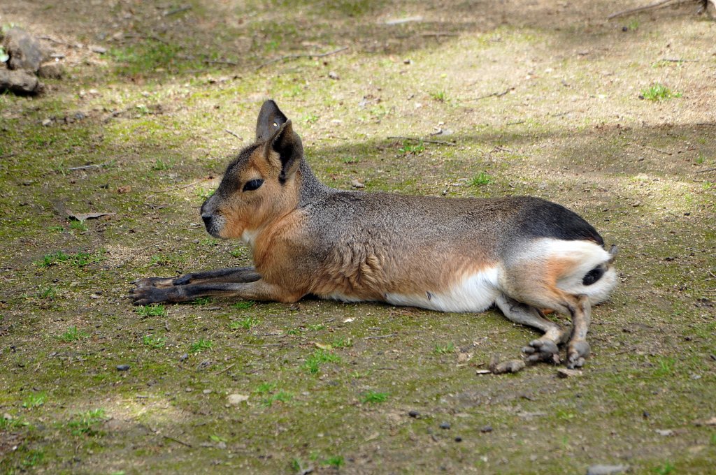 Safari de Peaugres - Juin 2013