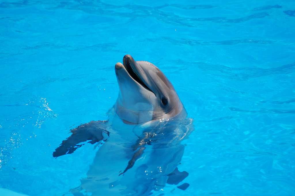 Dauphin - Marineland - 2010