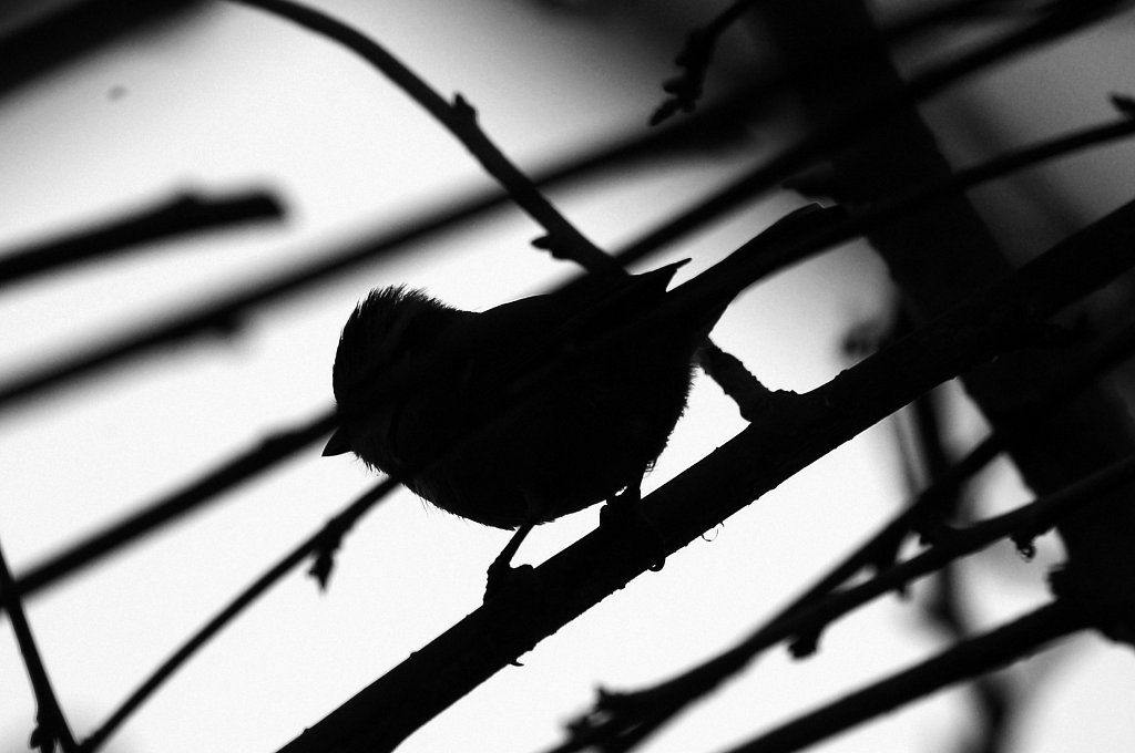 oiseau - Hiver 2012