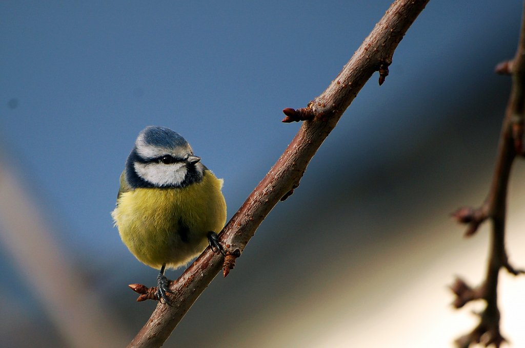Oiseau Sillé 2012