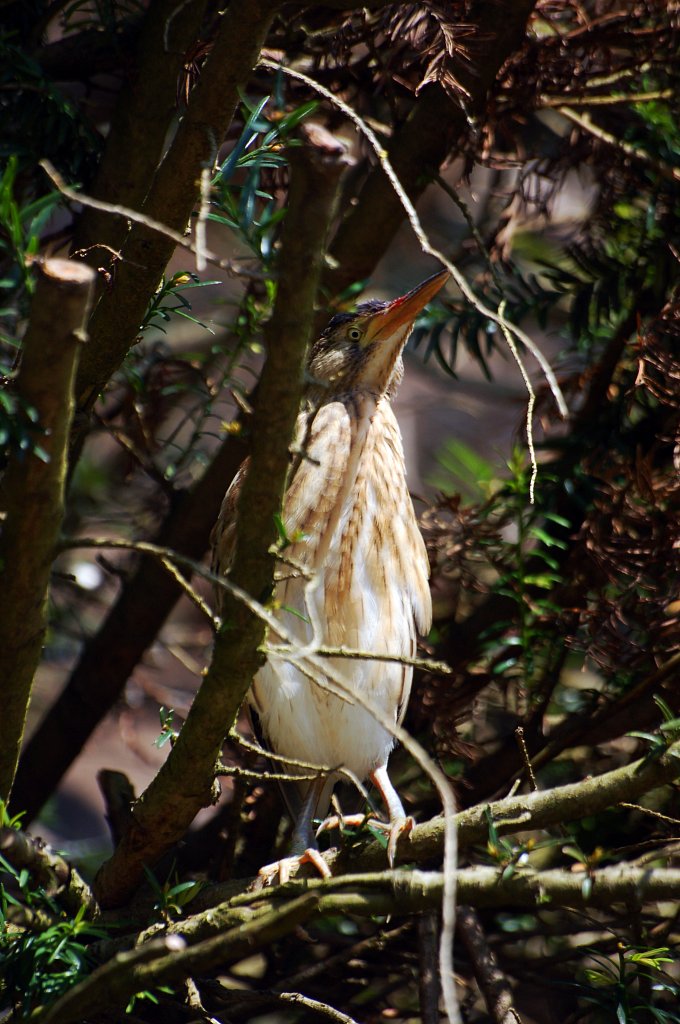 Parc des Oiseaux - 2013