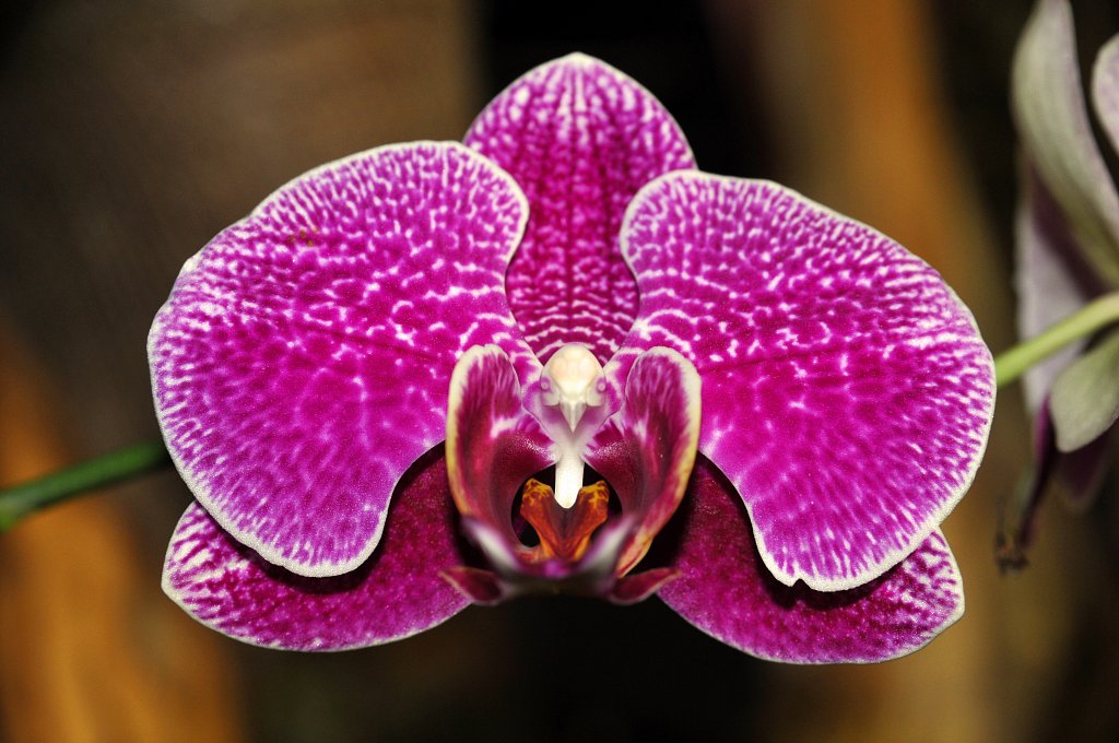 Parc des Oiseaux de Villars des Dombes - orchidée