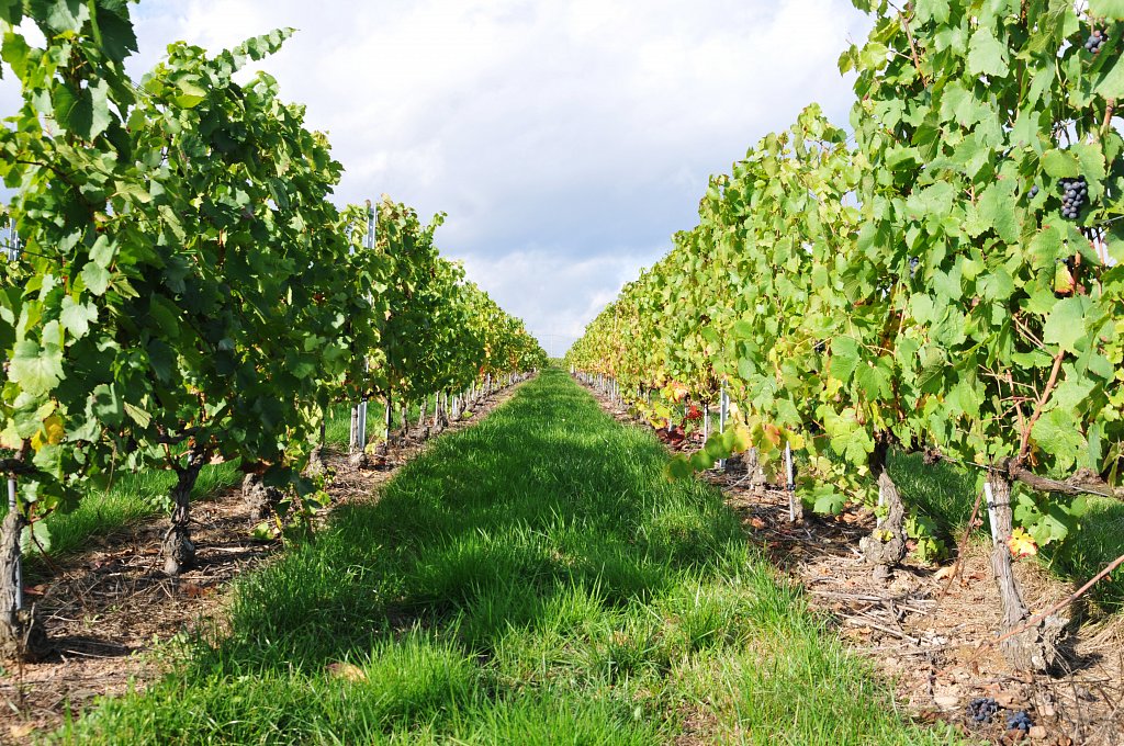 Beaujolais - Octobre 2013 - La Vigne