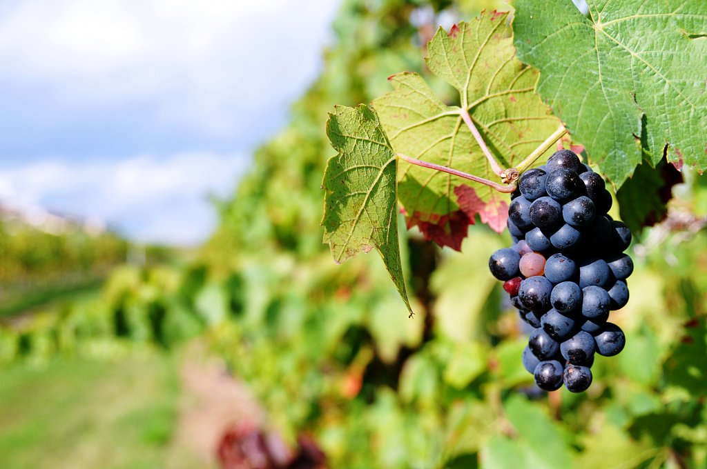 Beaujolais - Oct 2013 - La Vigne