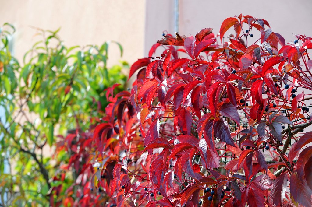 Beaujolais -  Automne