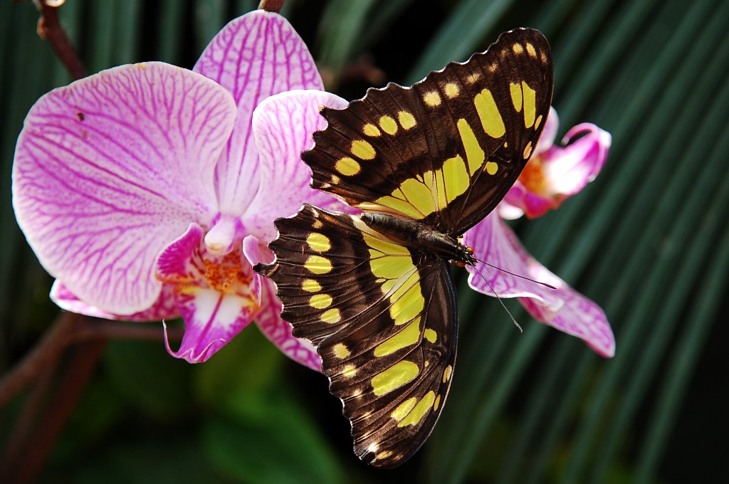 Alsace - Jardin des papillons